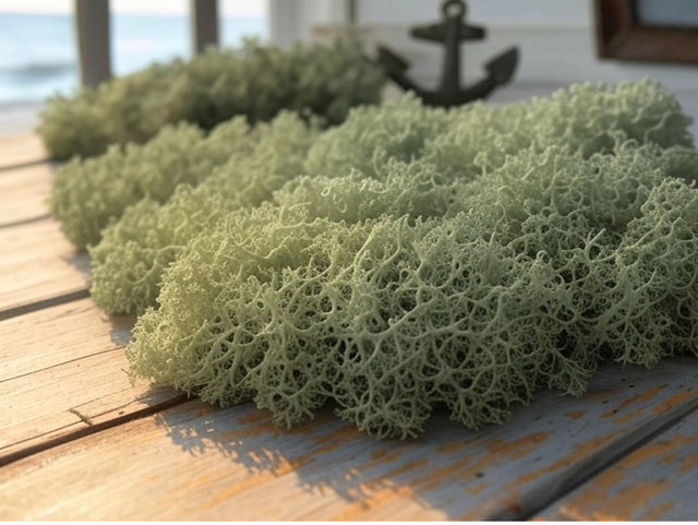 50 grams, Old man’s Beard Tea (Usnea)